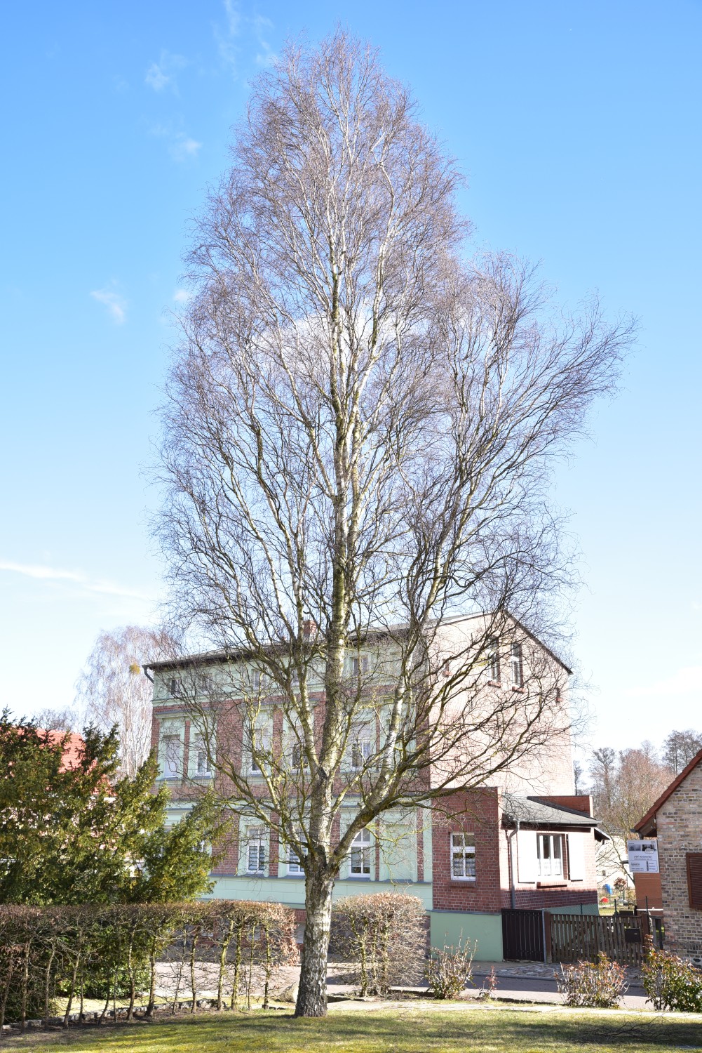 Betula pendula 'Fastigiata' - Finowfurt - 2018