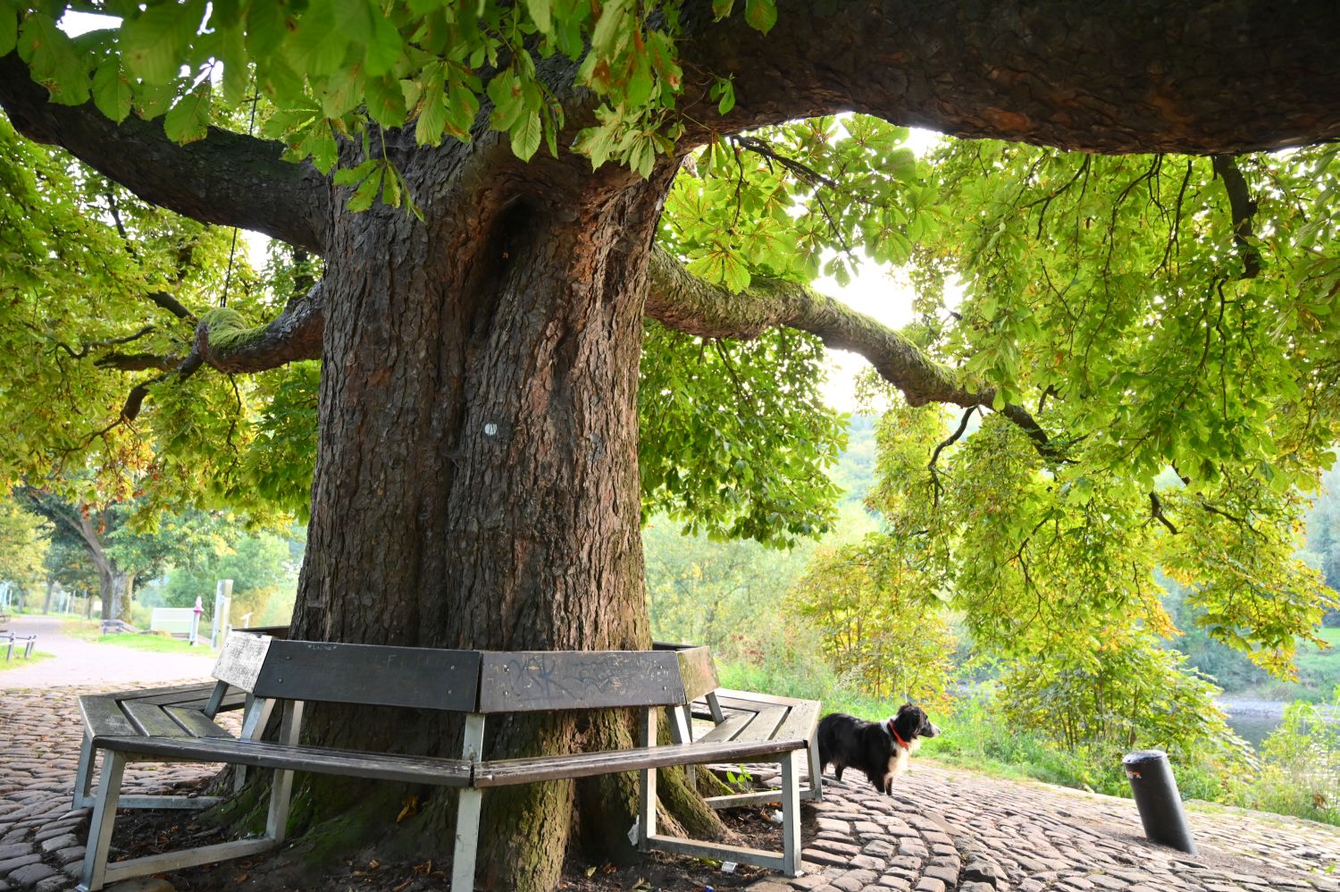 Aesculus hippocastanum, Rosskastanie - Hannoversch Münden - 2020