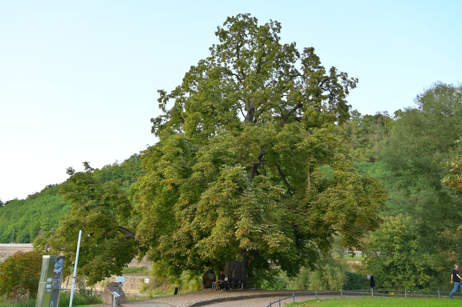 Aesculus hippocastanum, Rosskastanie - Hannoversch Münden - 2020