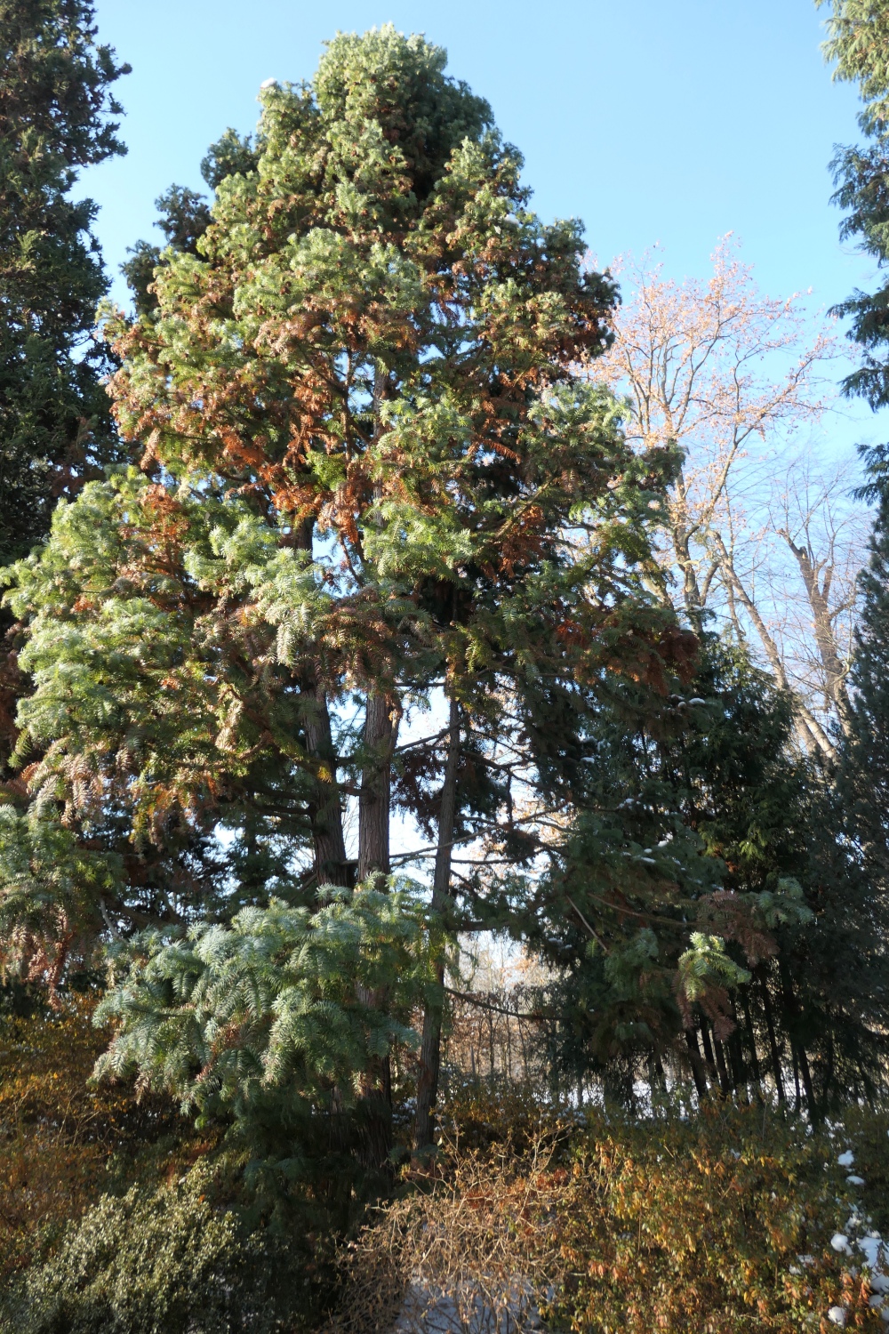 Cunninghamia lanceolata 'Glauca' - Dresden-Pillnitz - Dezember 2012