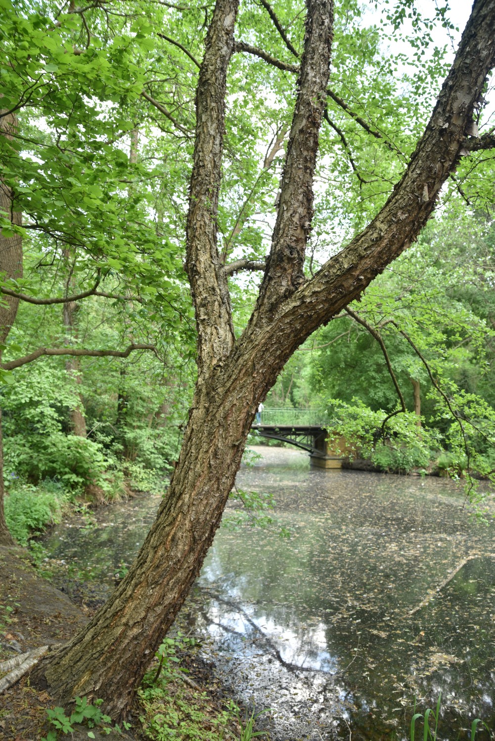 Betula nigra