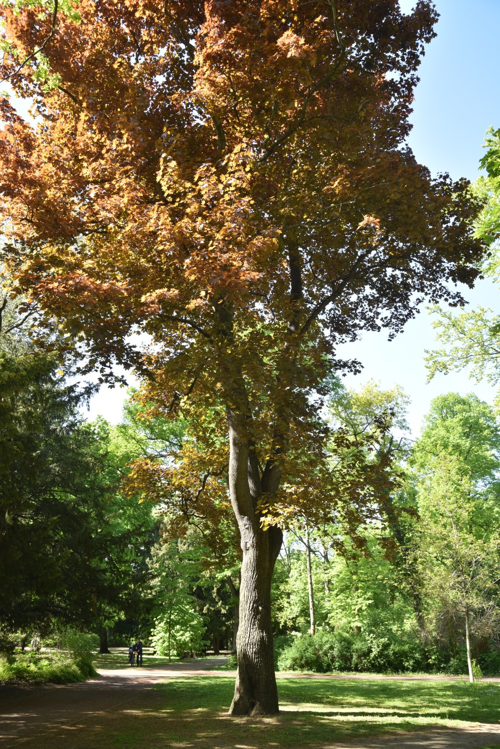 'Schwedleri' Acer platanoides