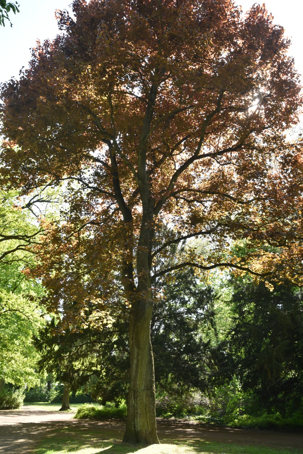 Acer platanoides 'Schwedleri' - Berlin-Niederschönhausen, Brosepark - 2022