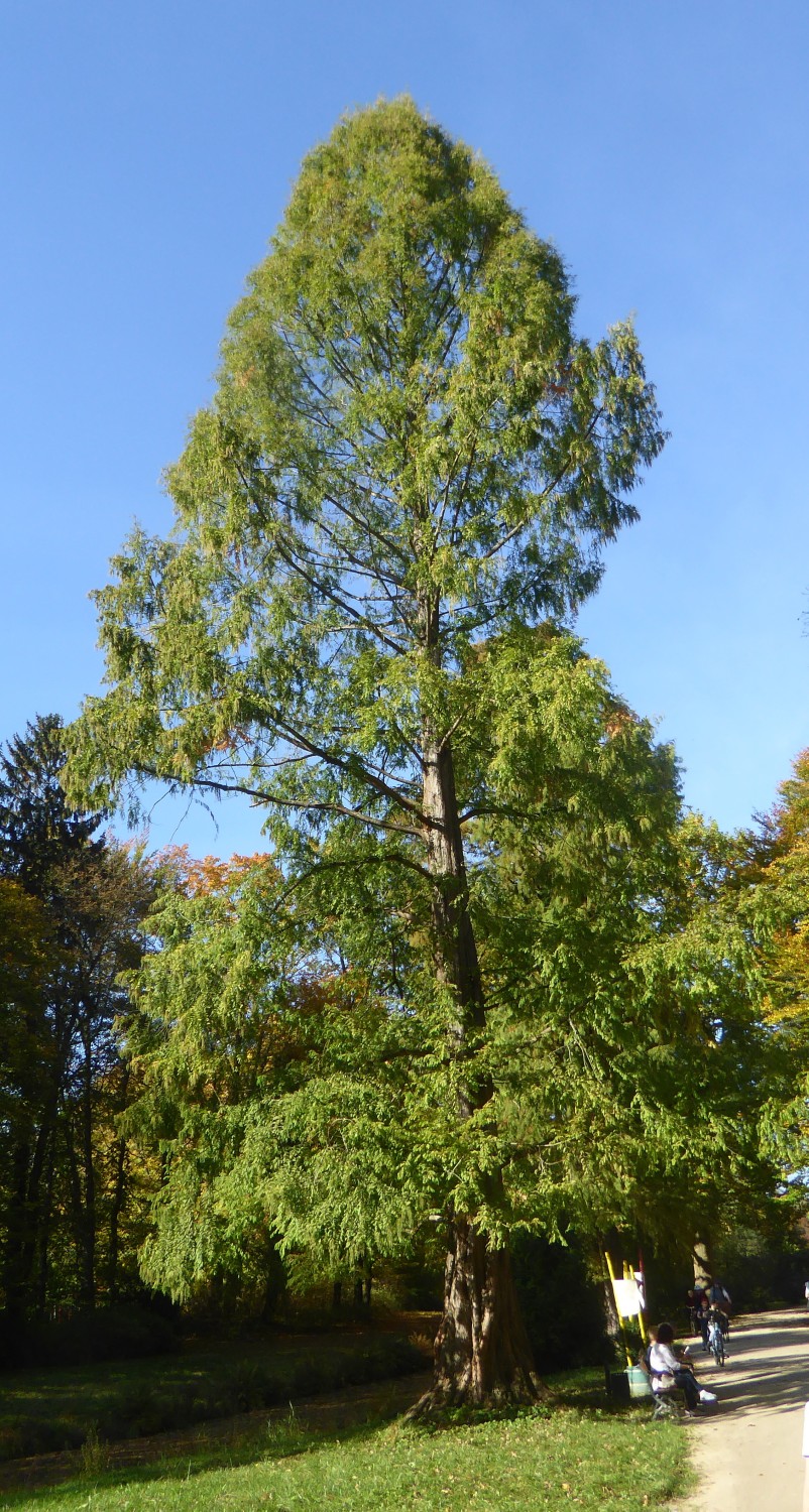 Urweltmammutbaum - Bad Muskau - 2017