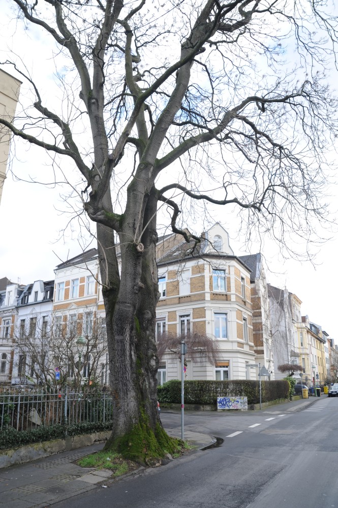 Ailanthus altissima - Bonn - Februar 2015