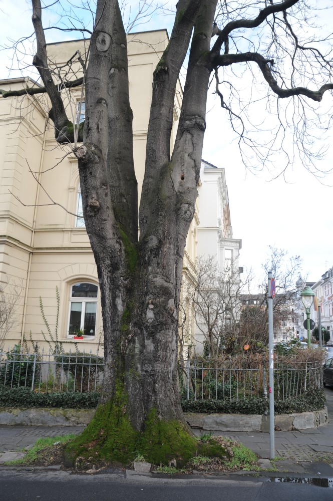 Ailanthus altissima - Bonn - Februar 2015