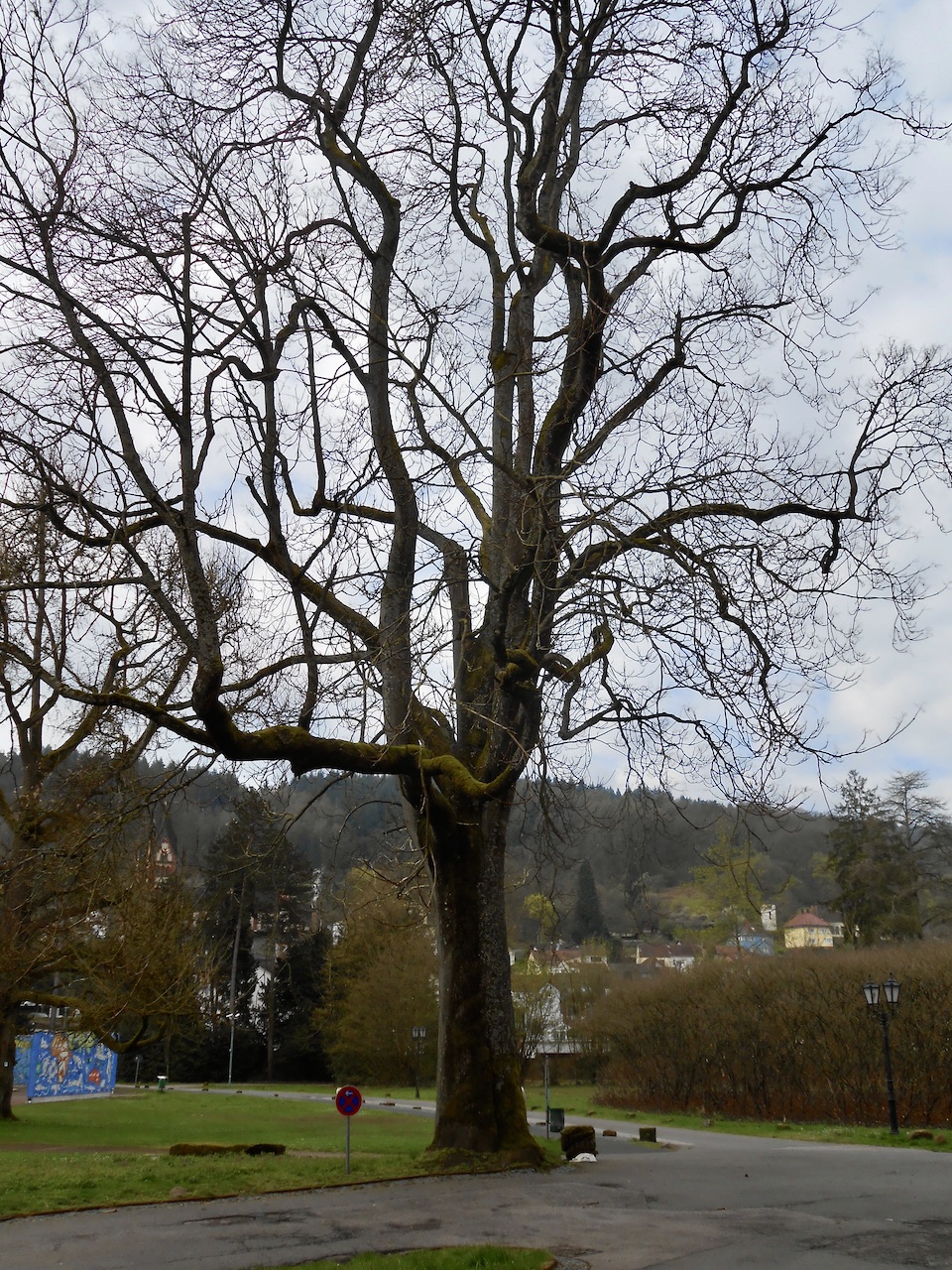 Ailanthus altissima