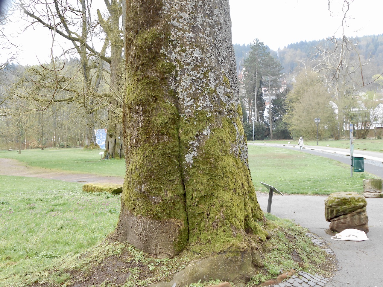 Ailanthus altissima - Mettlach - April 2022