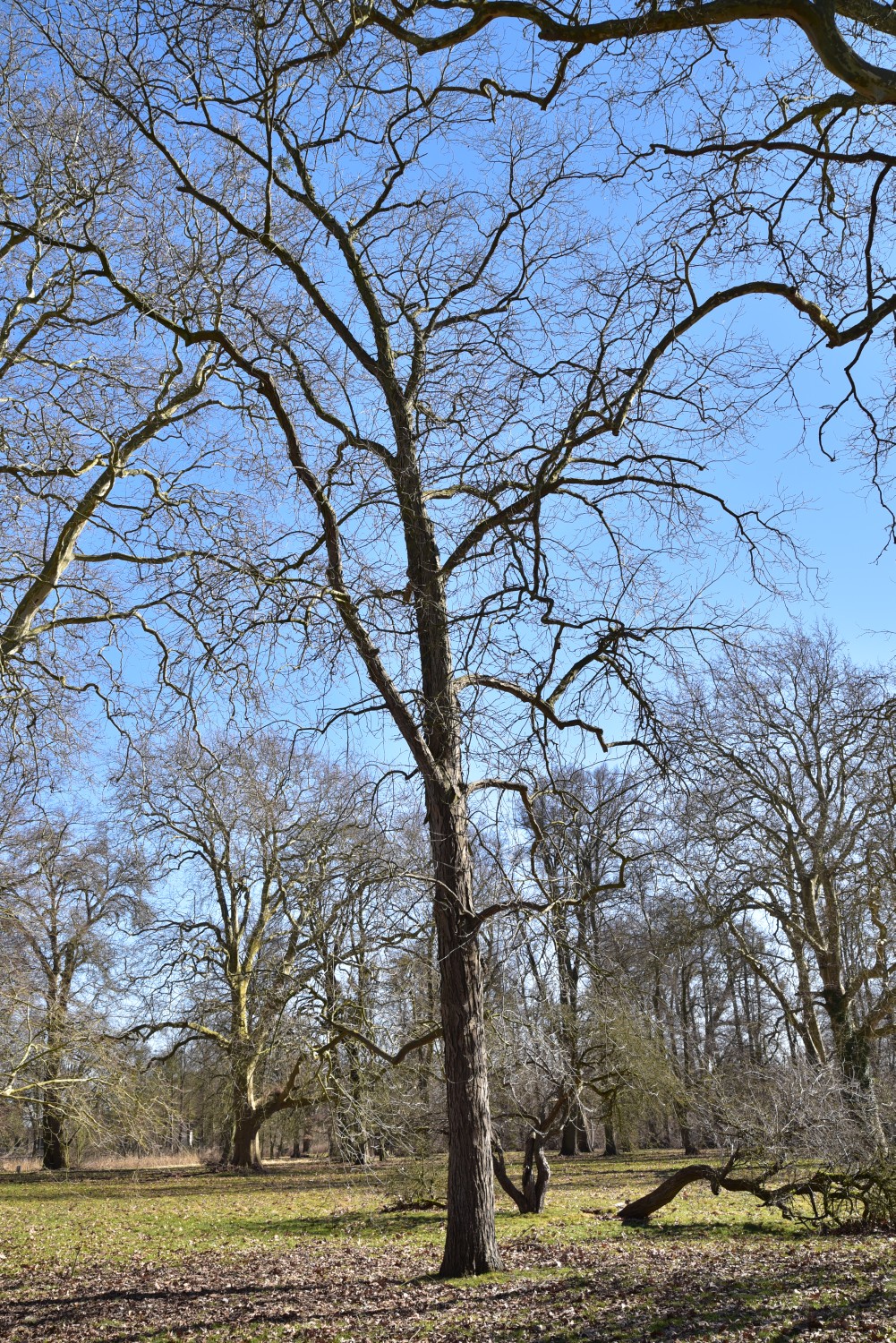 Carya ovata