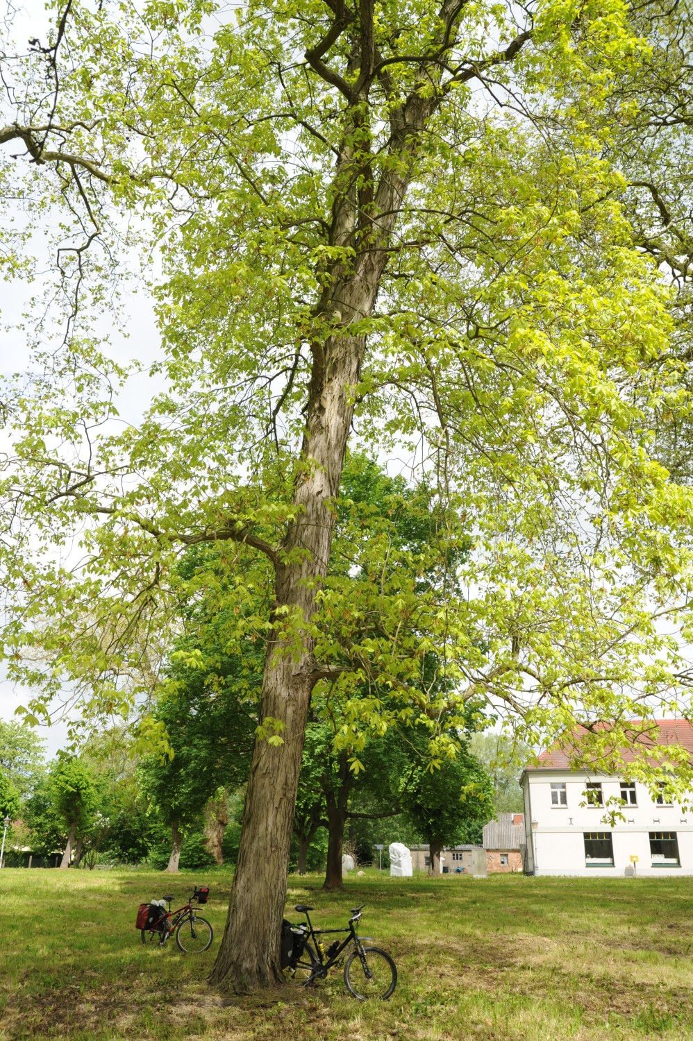 Carya ovata - Ivenack - 2014