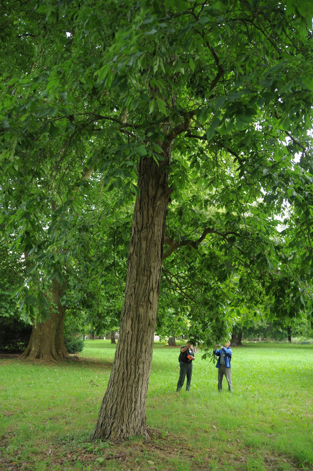 Carya ovata - Ivenack - 2012