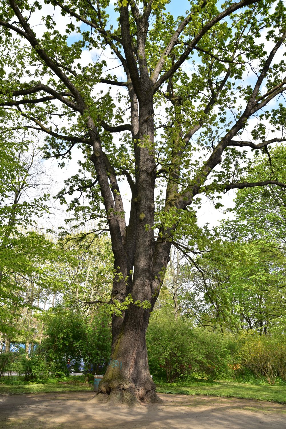 frainetto Quercus
