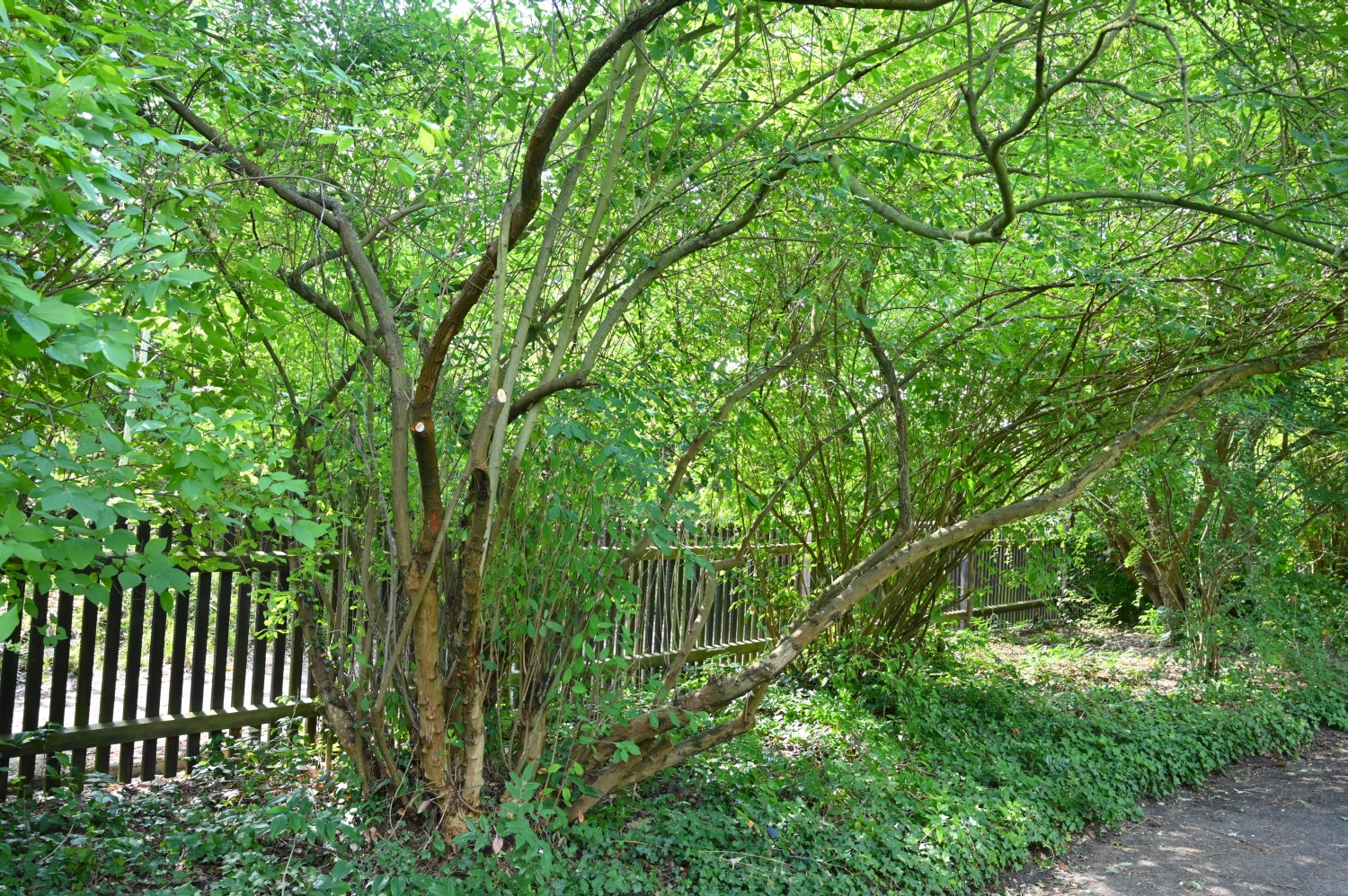 Exochorda giraldii var. wilsonii