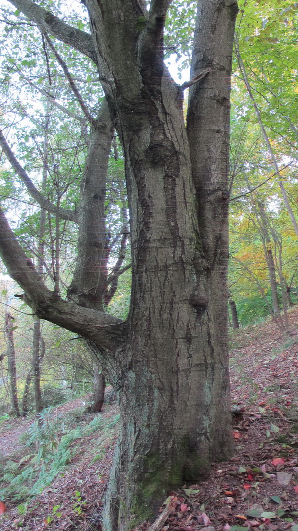 Alnus hirsuta - Tharandt - Oktober 2010