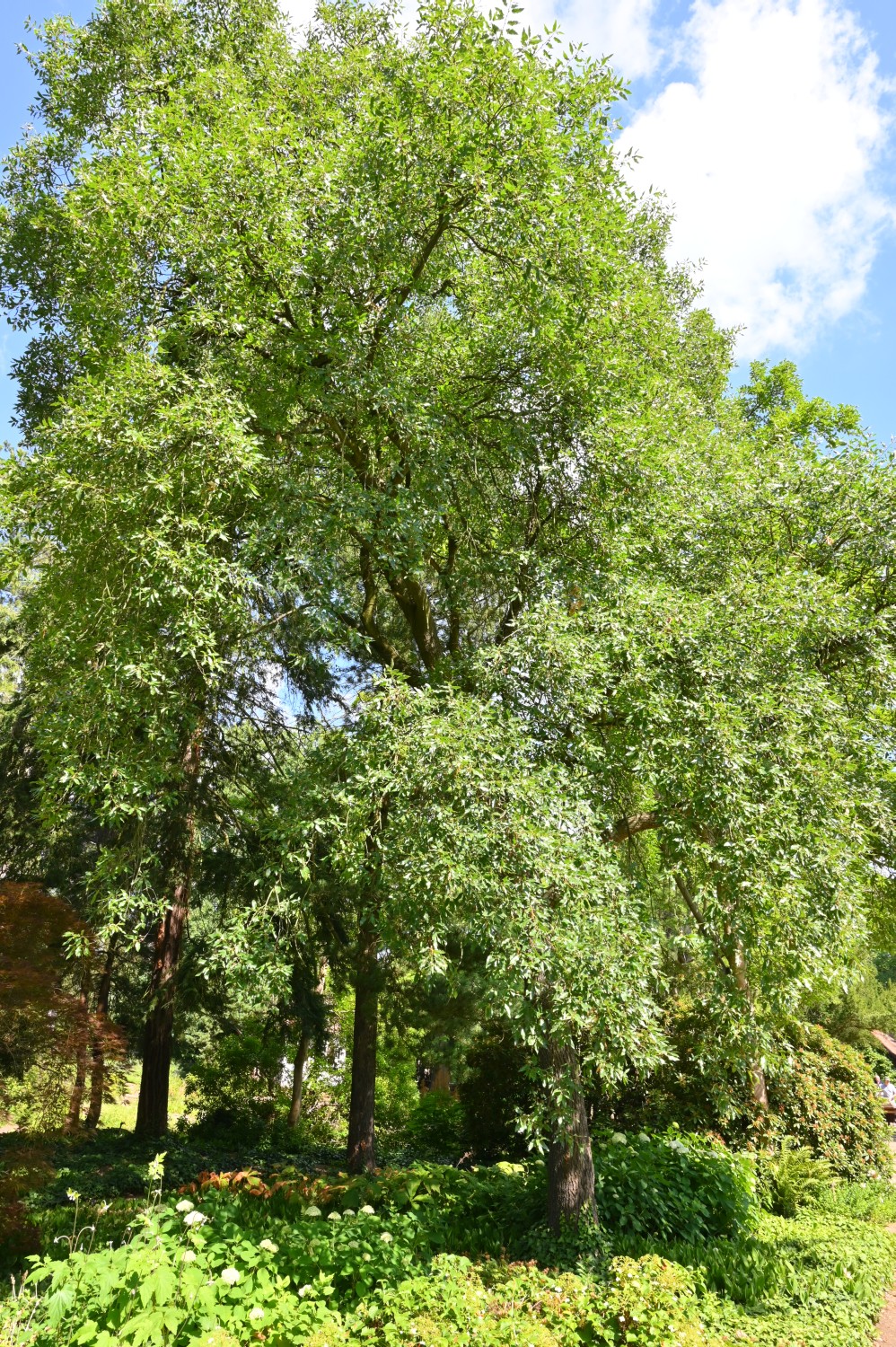libani Quercus