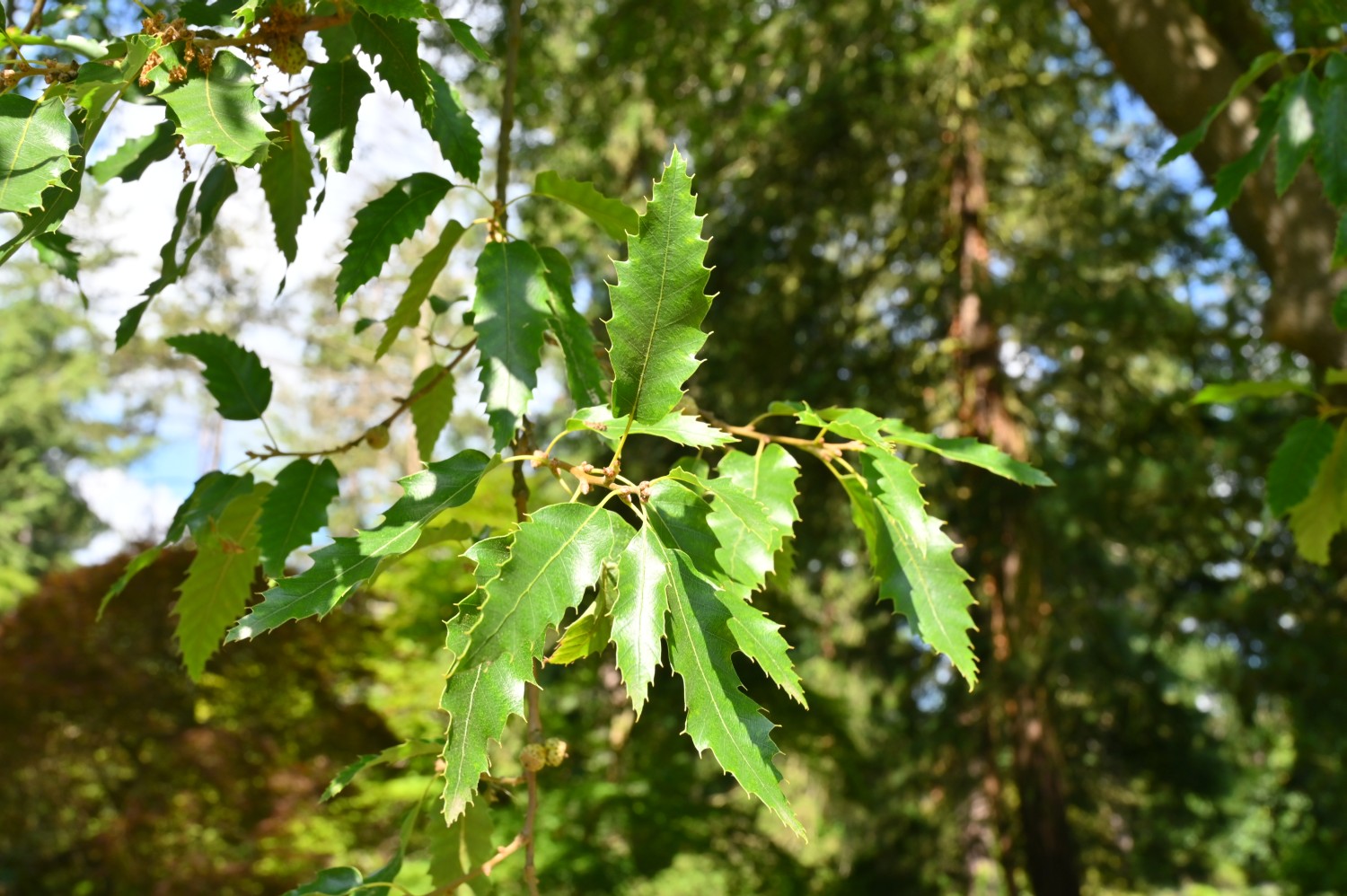 Quercus libani - Herzberg, Jugendstilgarten - 2022