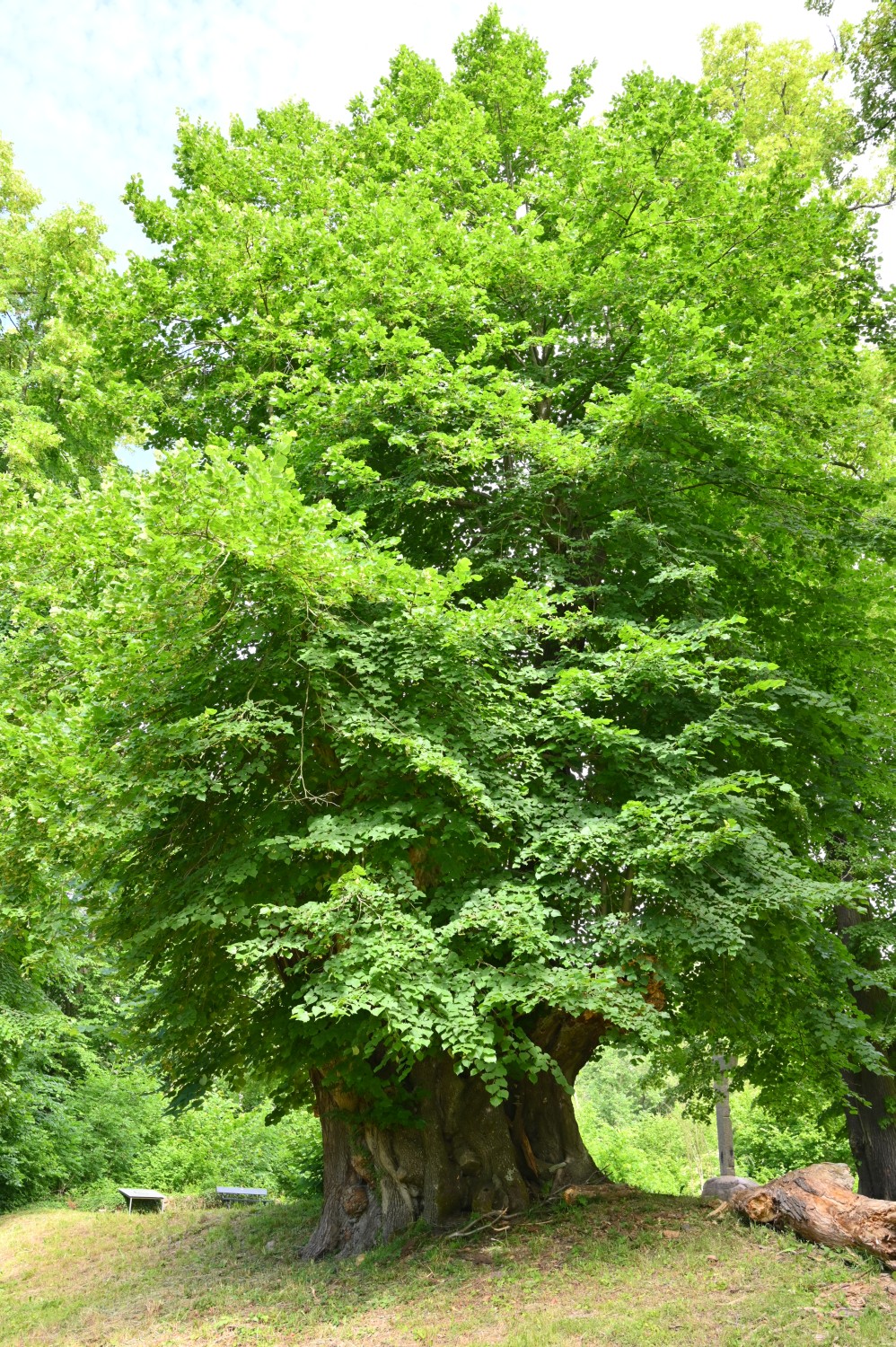 Tilia platyphyllos - Trampe, Wüstung Burg Breydin - 2021