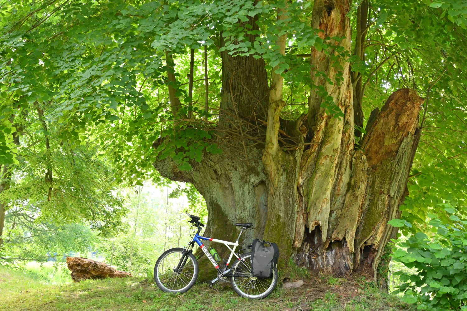 Tilia platyphyllos - Trampe, Wüstung Burg Breydin - 2021
