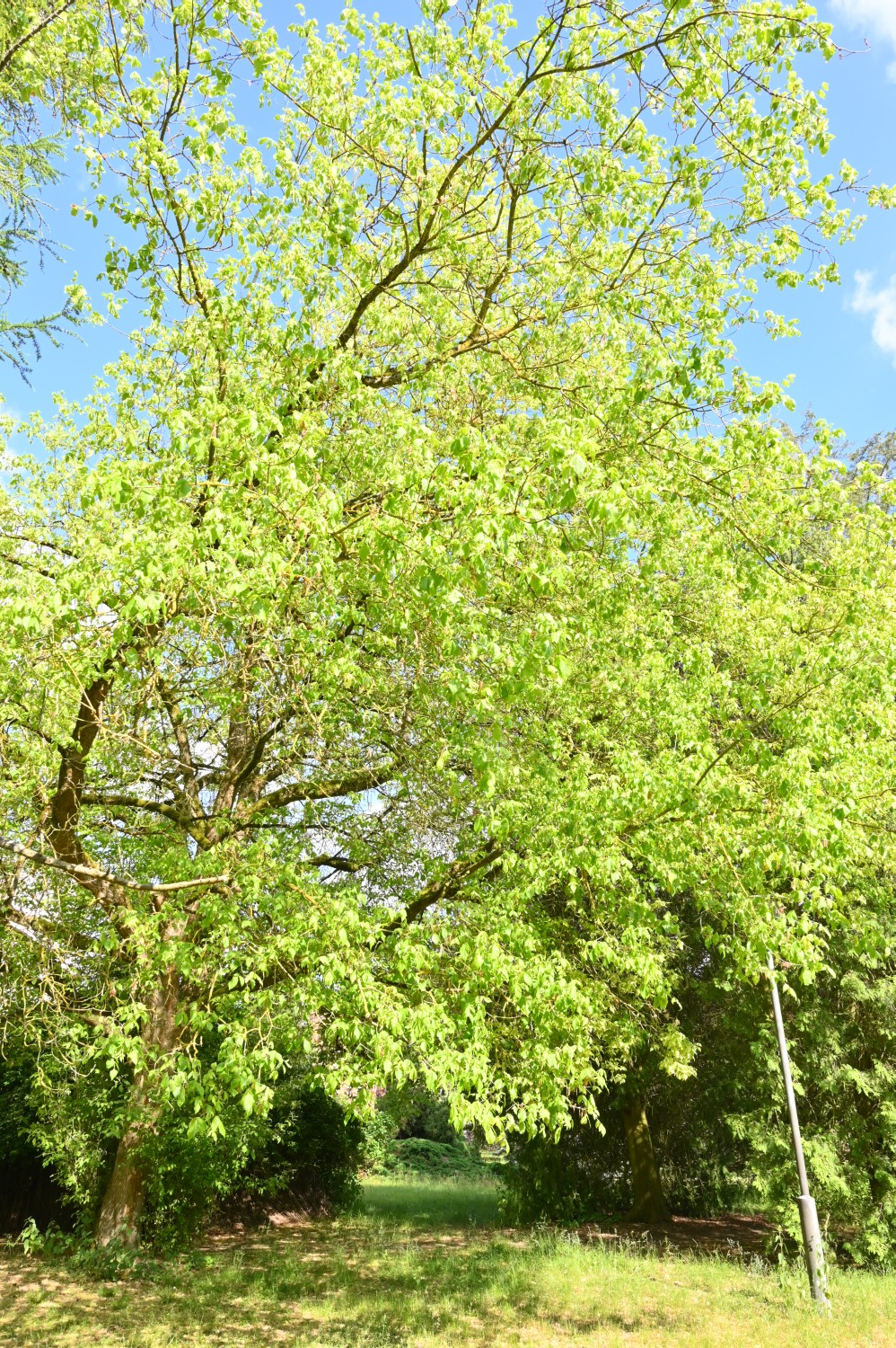 Acer negundo 'Variegatum' - Sommerswalde - 2022