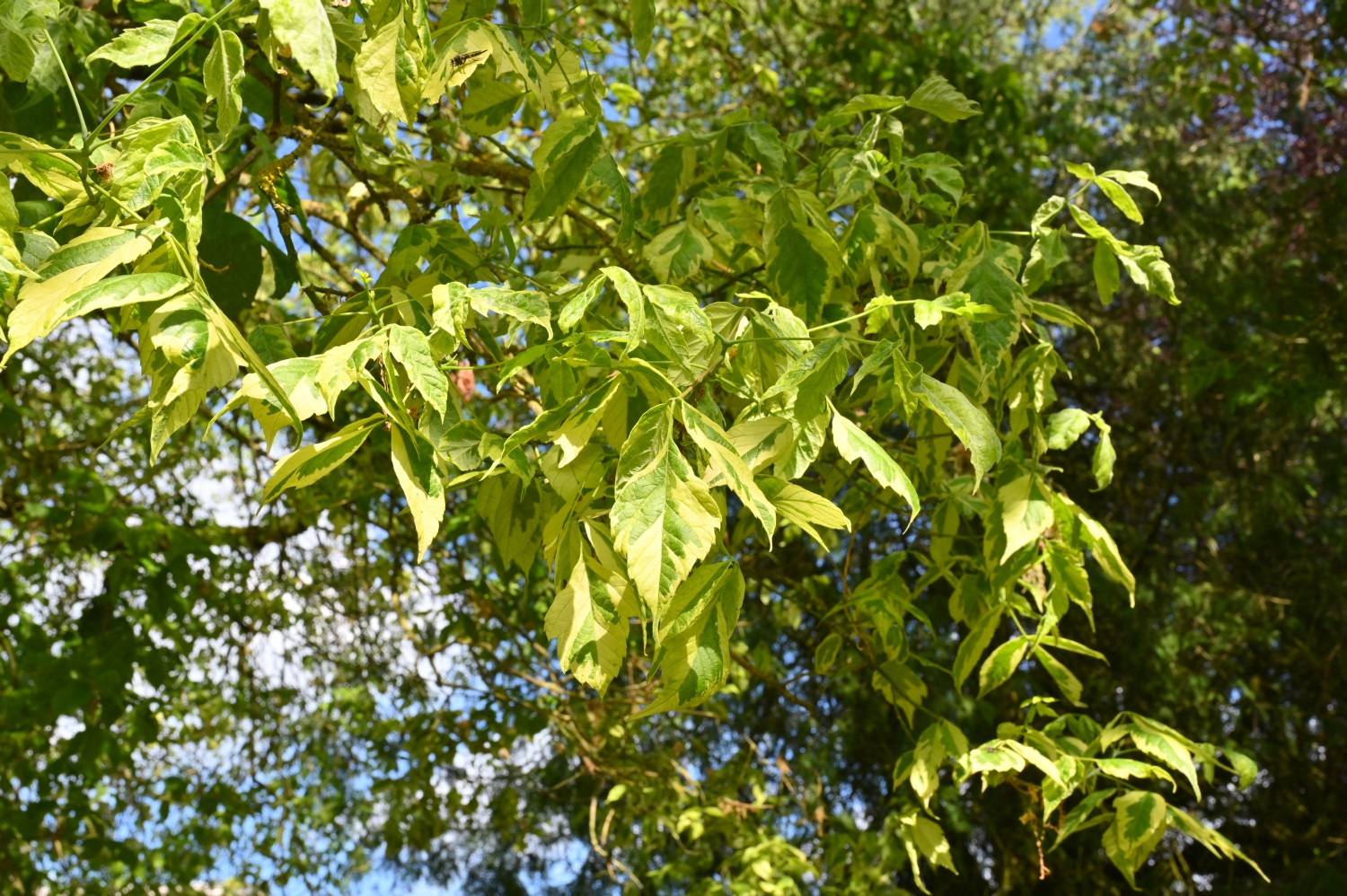 Acer negundo 'Variegatum' - Sommerswalde - 2022