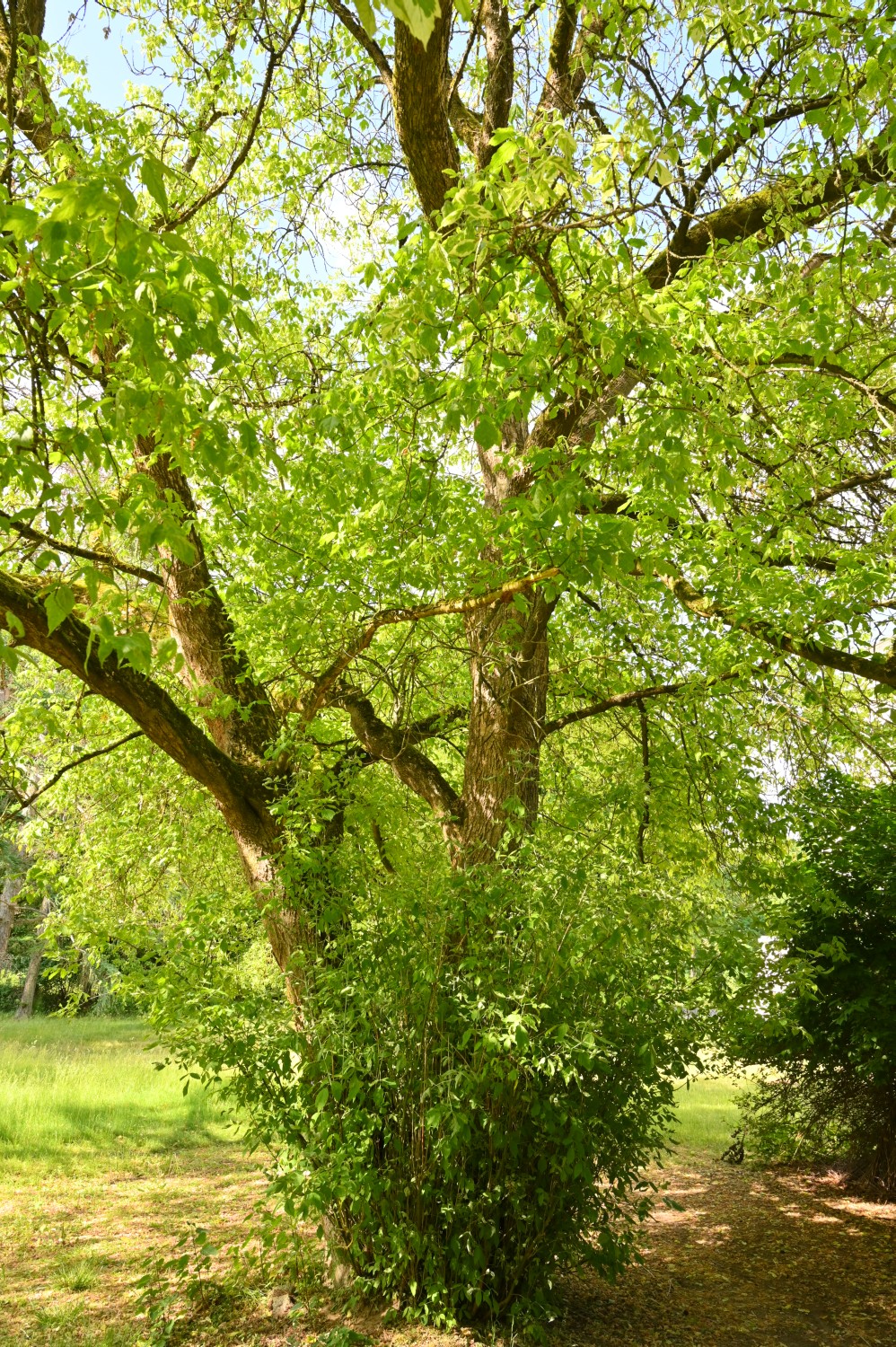 Acer negundo 'Variegatum' - Sommerswalde - 2022