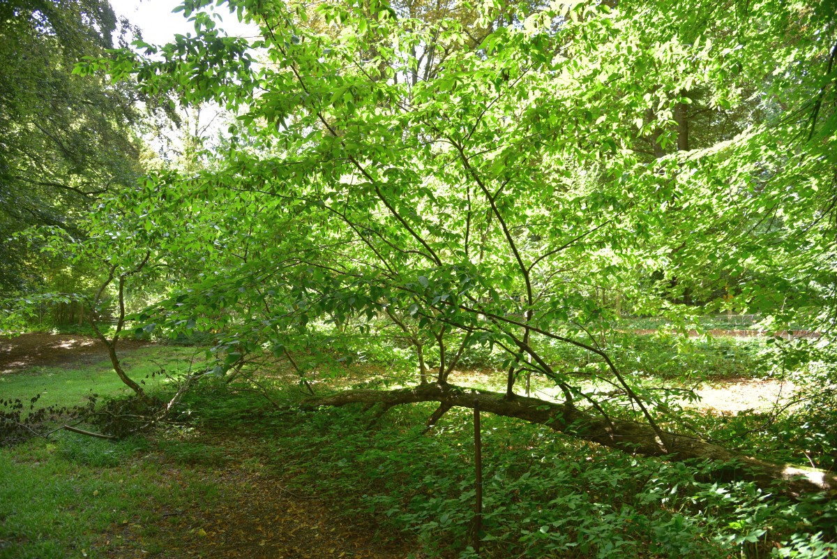 Ostrya virginiana