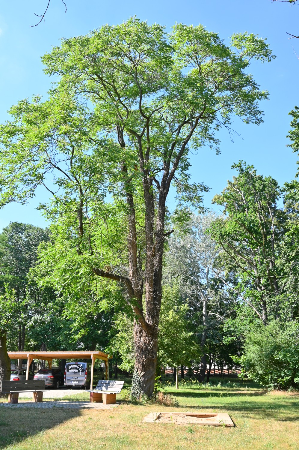 Ailanthus altissima - Falkenberg/Elster - 2022