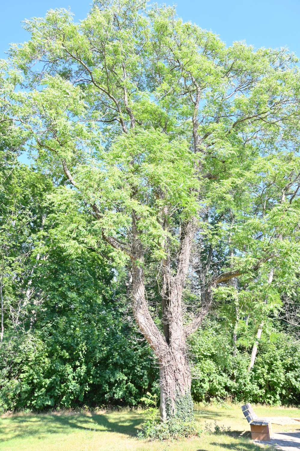 Ailanthus altissima - Falkenberg/Elster - 2022