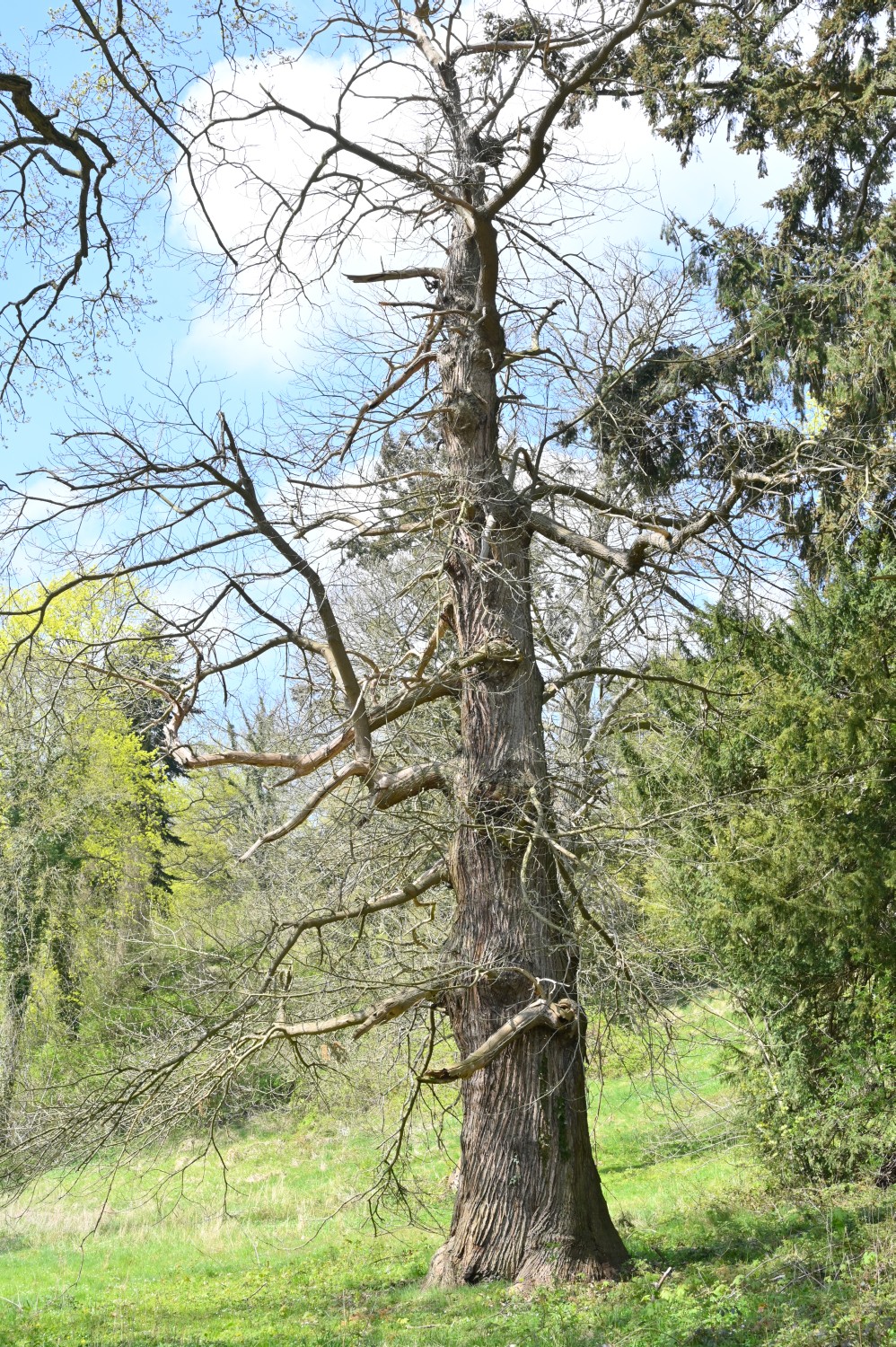 Castanea sativa
