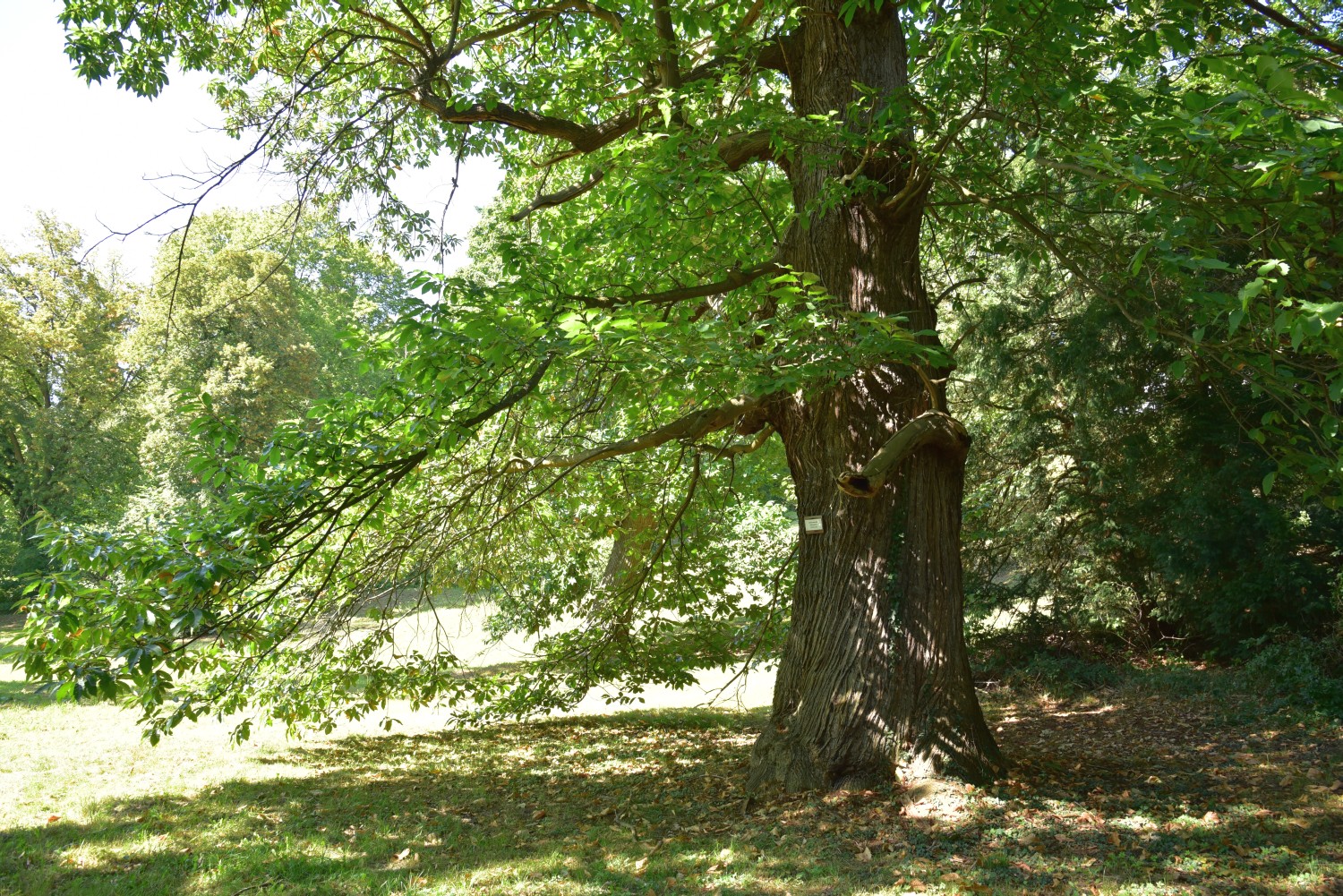 Castanea sativa - Burg Schlitz - 2016
