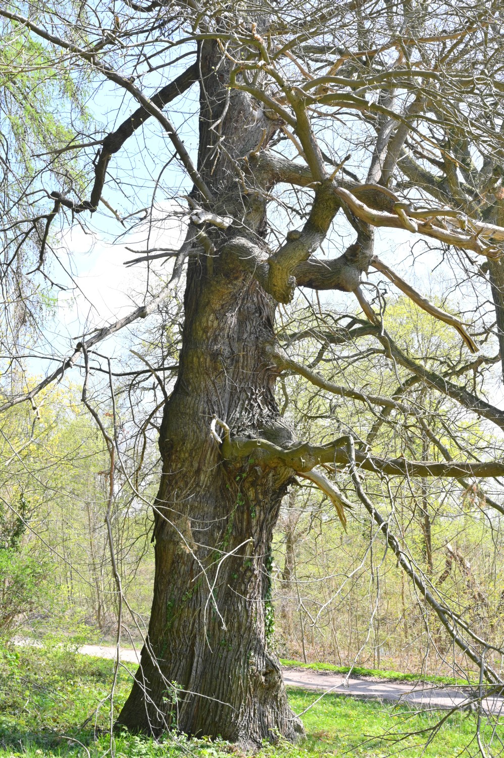 Castanea sativa - Burg Schlitz - 2022