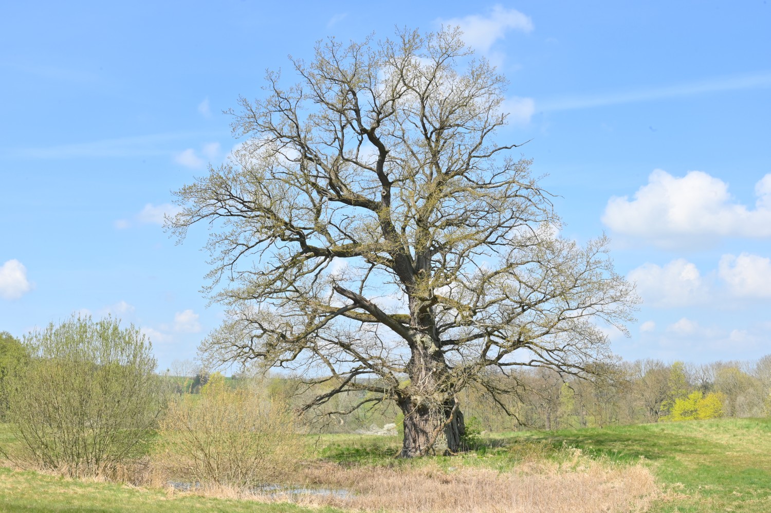 Quercus robur - Burg Schlitz - 2022