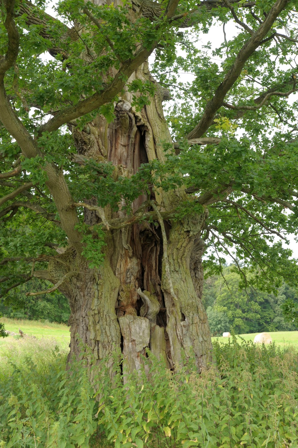 Quercus robur - Burg Schlitz - 2010