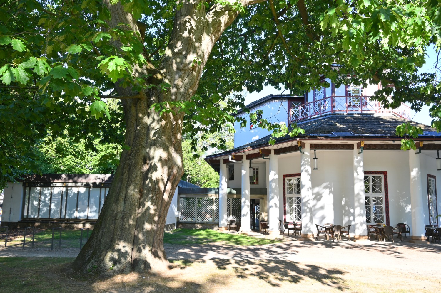 Rot-Eiche - Auf dem Kamp, Bad Doberan - August 2023
