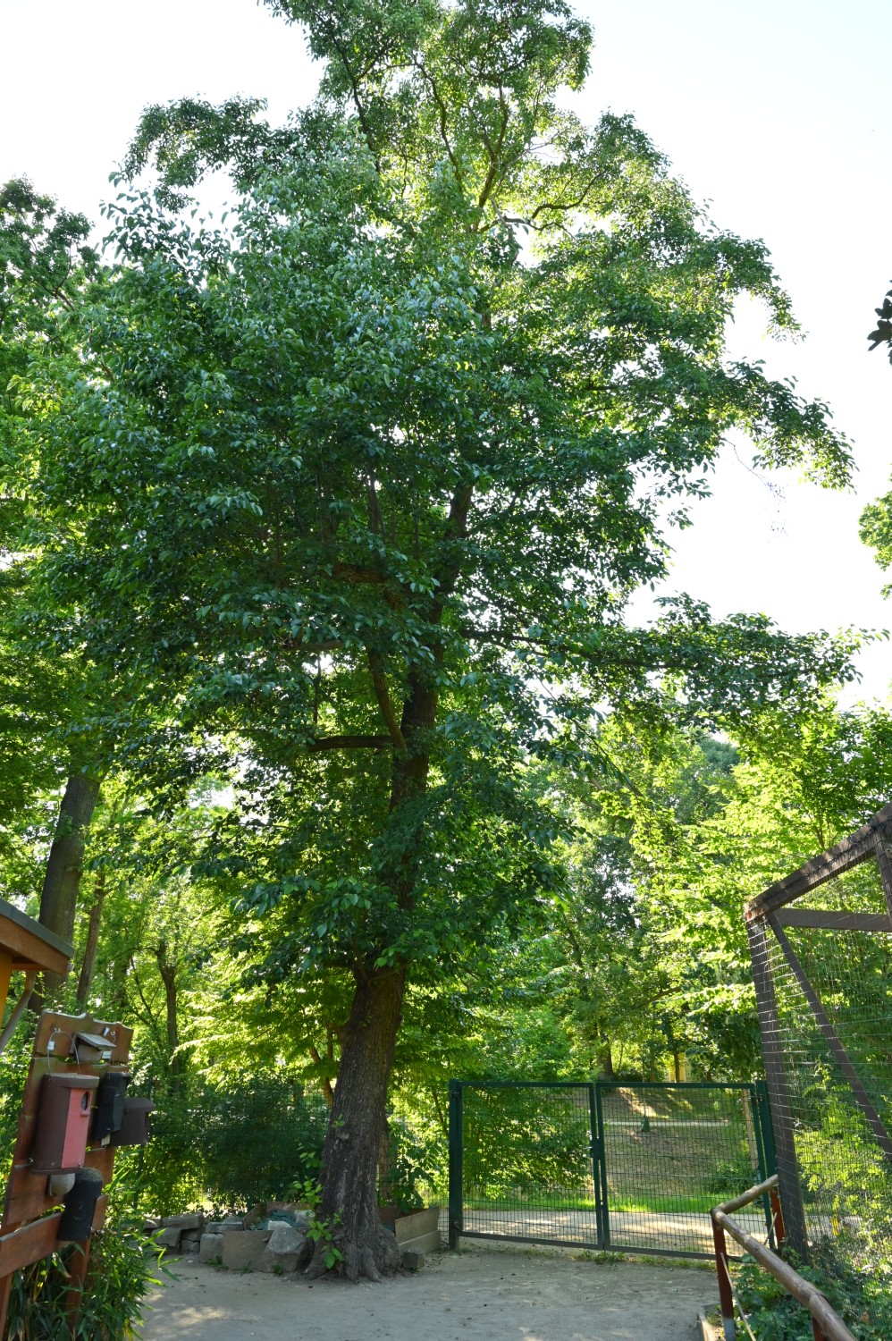 Alnus subcordata