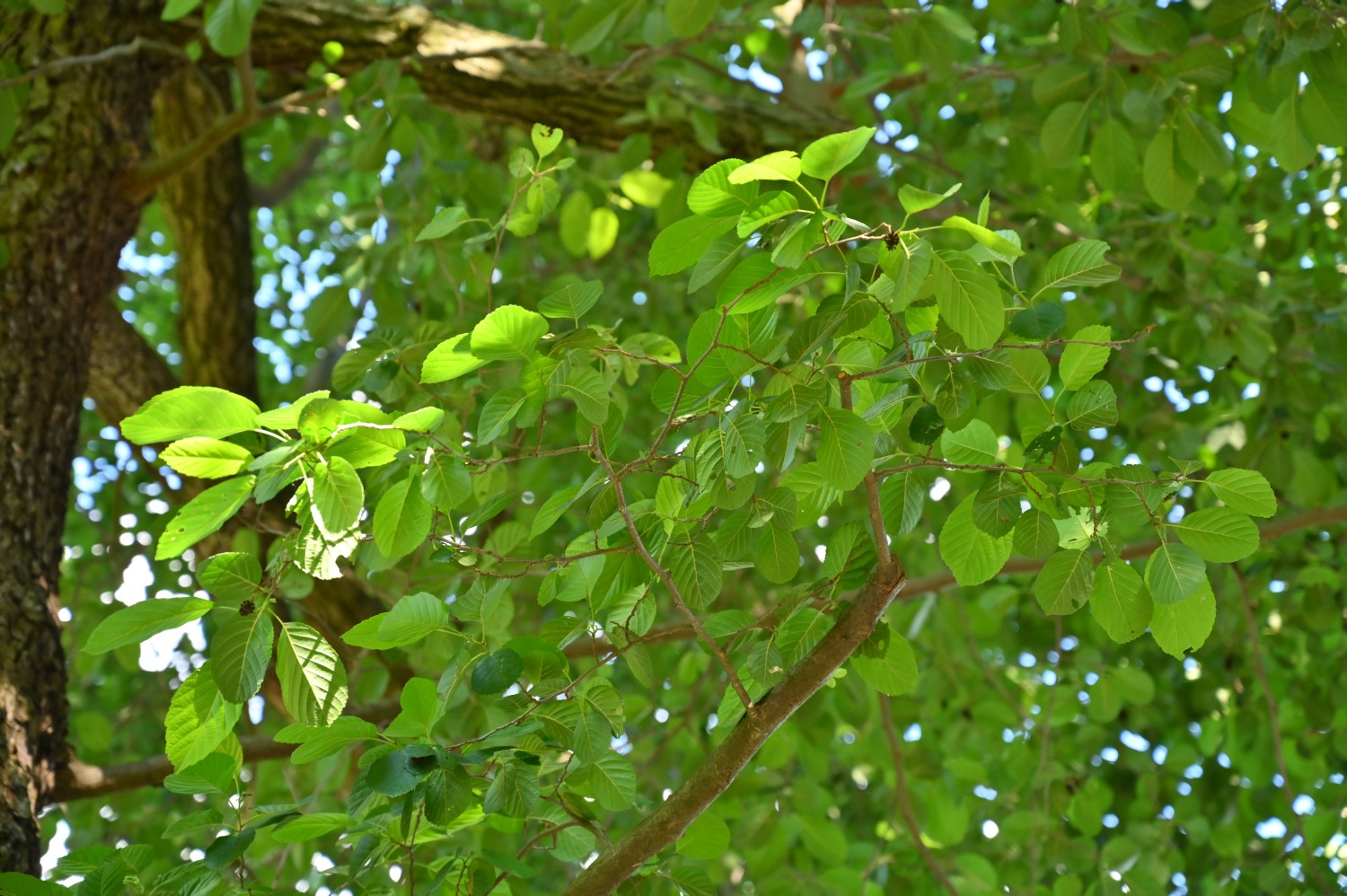 Alnus subcordata - Lutherstadt Wittenberg - Wallanlagen - 2022