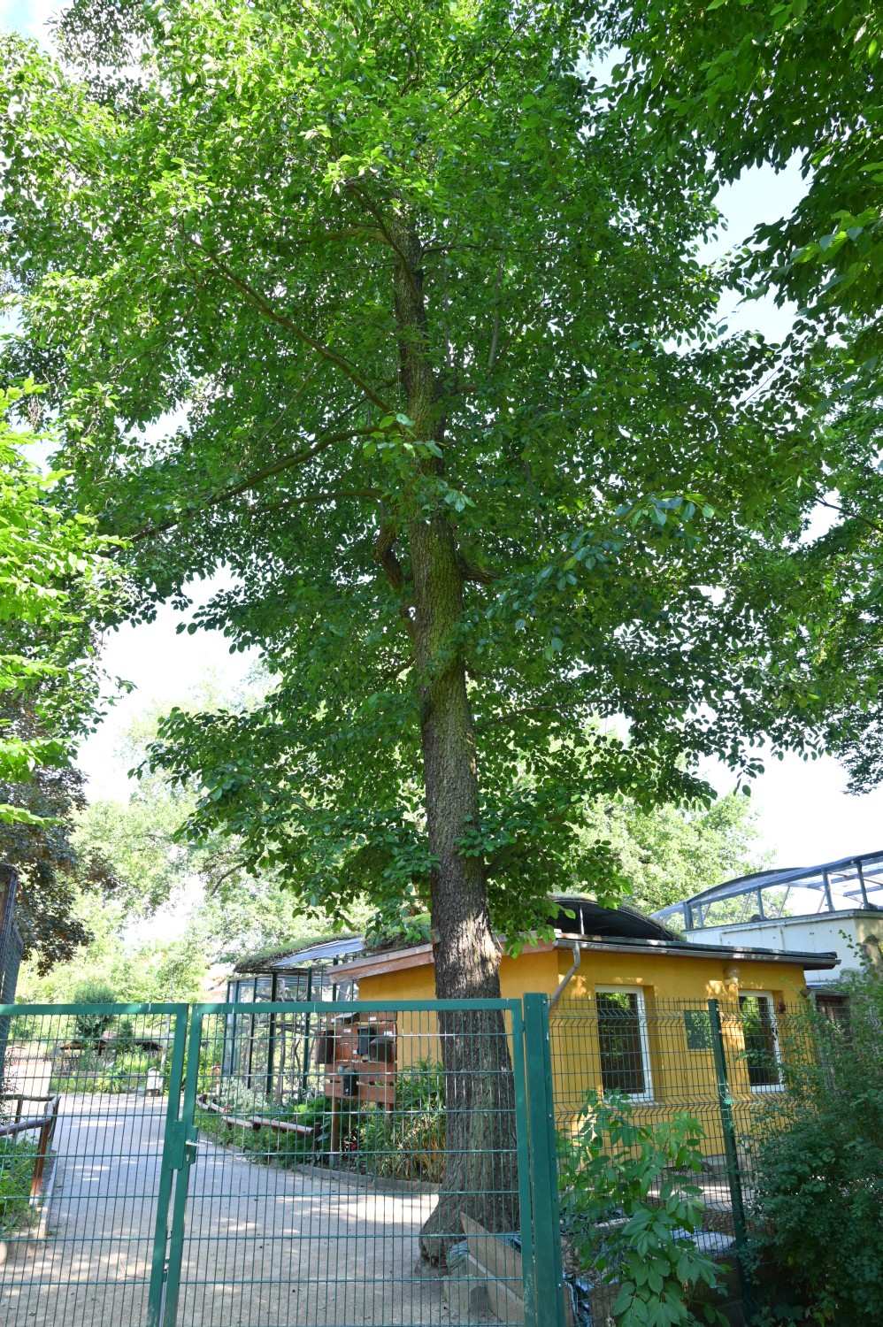 Alnus subcordata - Lutherstadt Wittenberg - Wallanlagen - 2022
