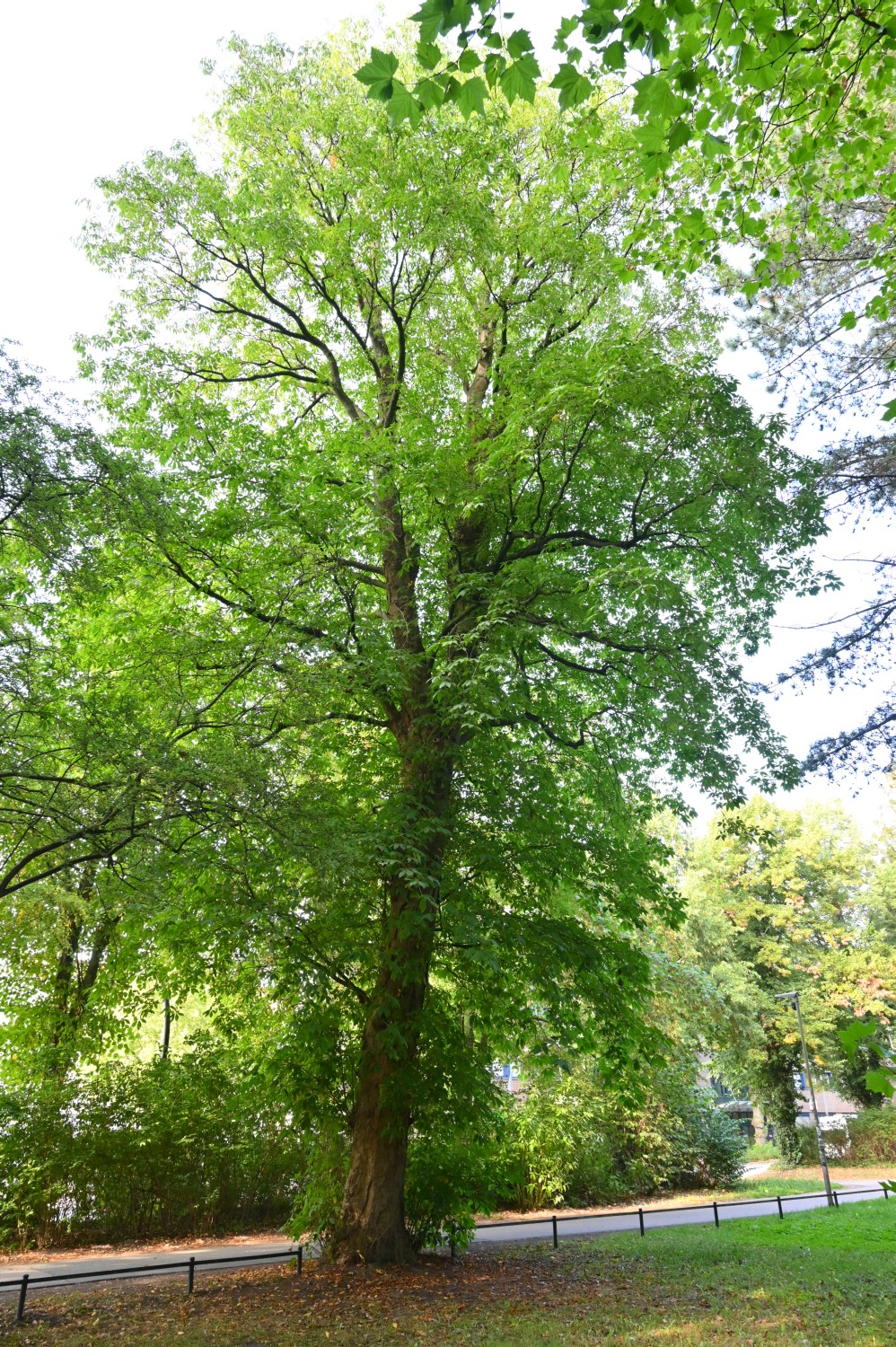 Aesculus flava - Rostock, Lindenpark - 2022
