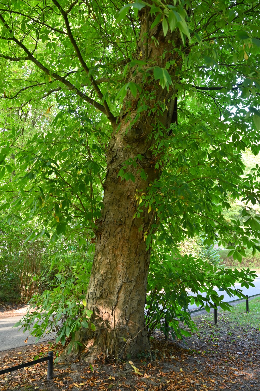 Aesculus flava - Rostock, Lindenpark - 2022