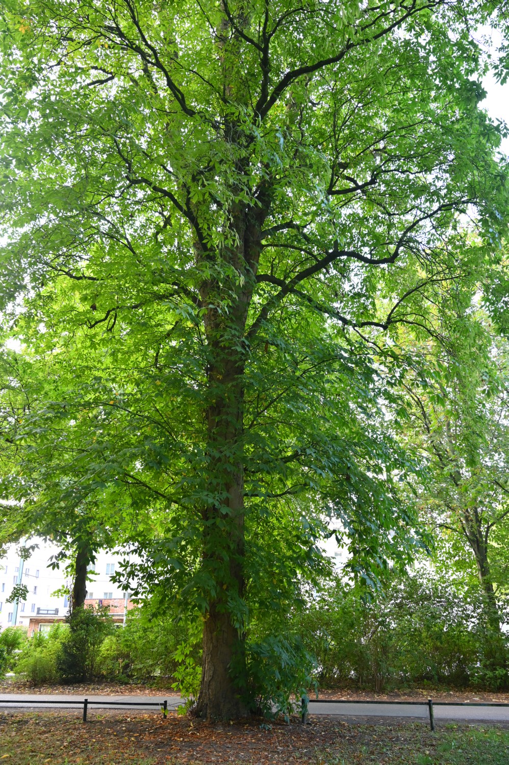 Aesculus flava - Rostock, Lindenpark - 2022