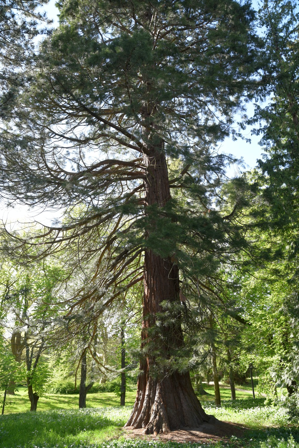 giganteum Sequoiadendron
