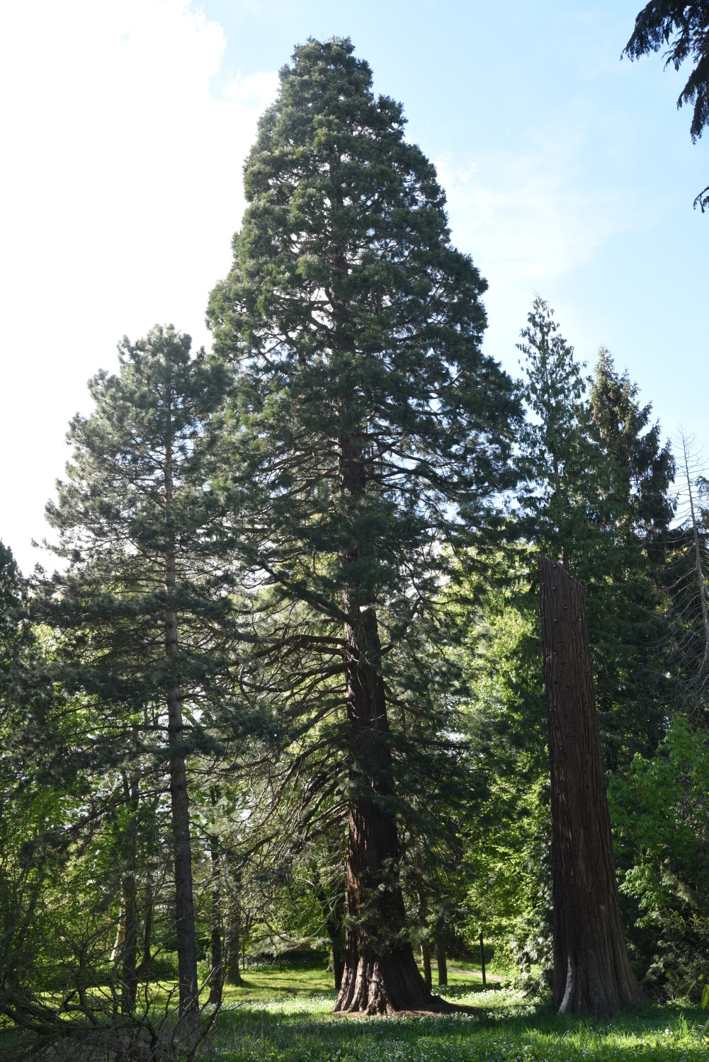 Sequoiadendron giganteum - Putbus - 2019