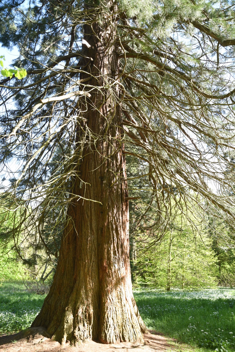 Sequoiadendron giganteum - Putbus - 2019