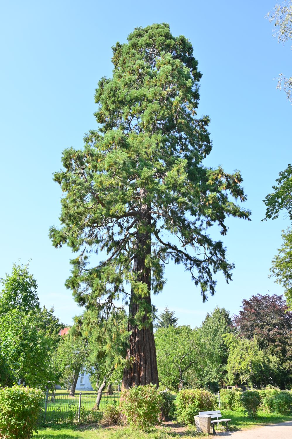 giganteum Sequoiadendron