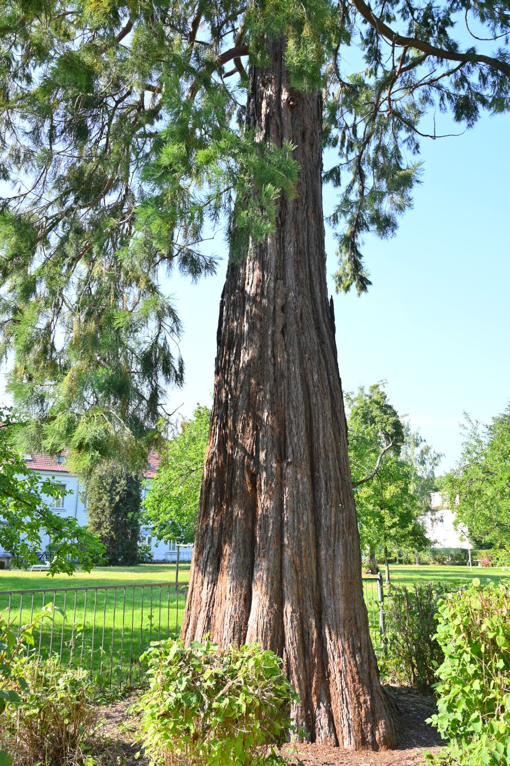 Sequoiadendron giganteum - Schwerin - Sommer 2020