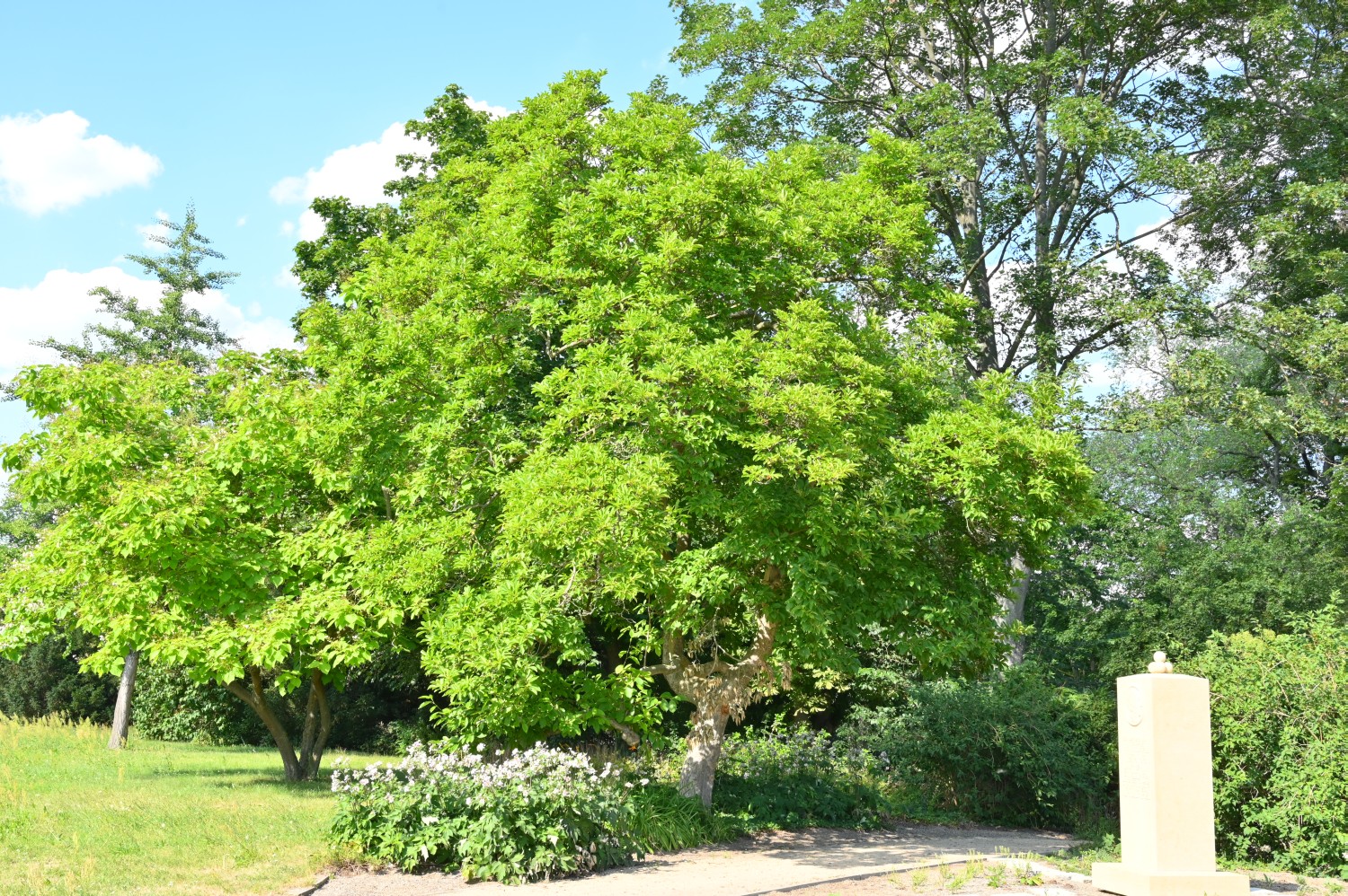 × soulangeana Magnolia