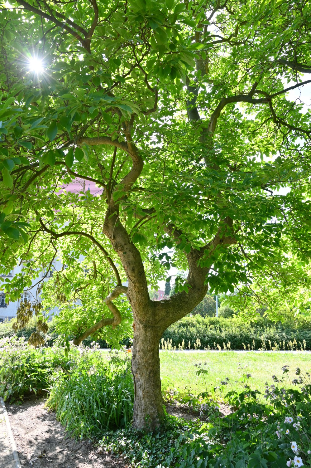 Magnolia × soulangeana - Lutherstadt Wittenberg - Wallanlagen - 2022