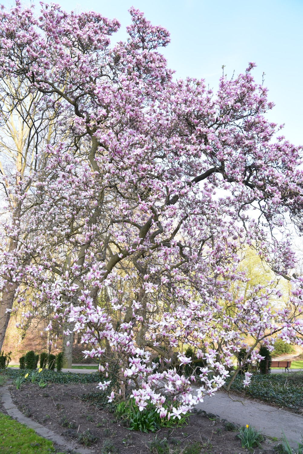 Magnolia × soulangeana - Lutherstadt Wittenberg - Wallanlagen - 2015