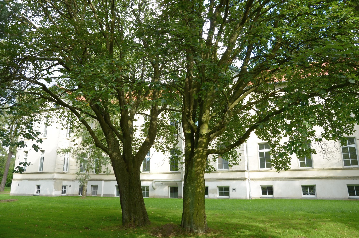 Sorbus intermedia - Klinikpark Gehlsdorf - 2012