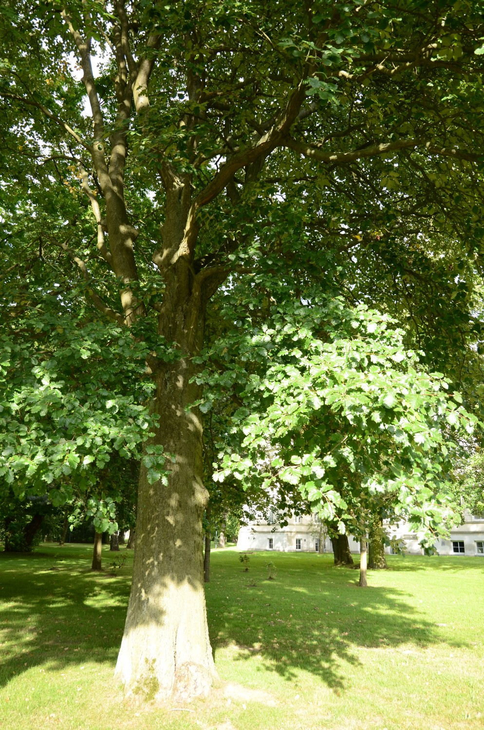 Sorbus intermedia - Klinikpark Gehlsdorf - 2012